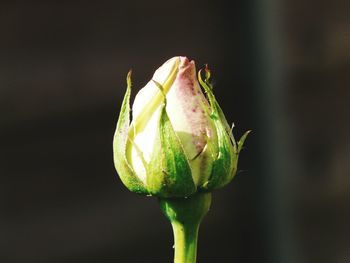 Close-up of flowers