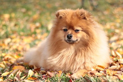 Portrait of dog on field during autumn