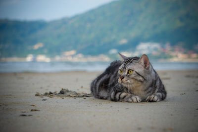 Cat resting on the beach
