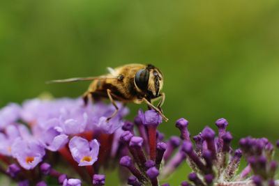 Close-up of bee on purple flowers at park