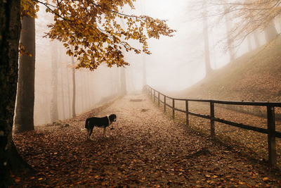 Autumn walk in a foggy forest, with my dog, on a rainy day of november.