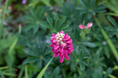 Close-up of pink flowering plant