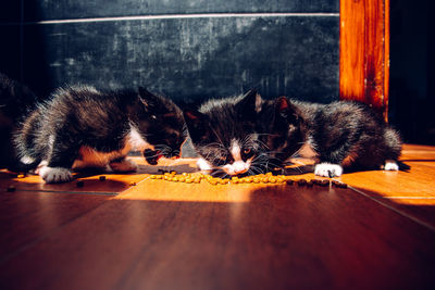 Close-up of cat eating food on floor