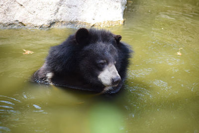 High angle view of bear swimming in lake