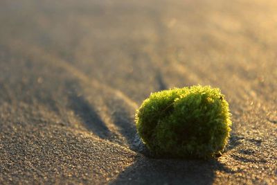 Close-up of leaf on sand