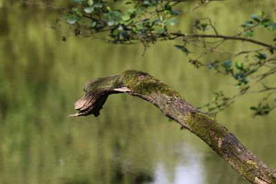 Close-up of bird on branch against lake