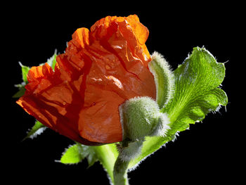 Close-up of rose plant against black background