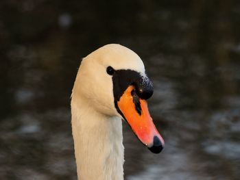 Close-up of swan