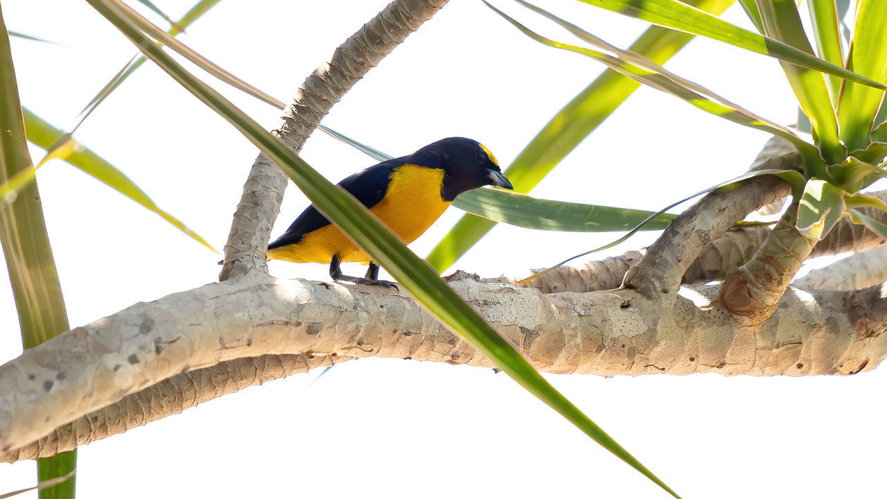 LOW ANGLE VIEW OF BIRD PERCHING ON BRANCH