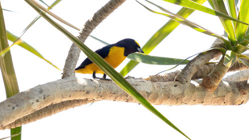 Low angle view of bird perching on tree against sky