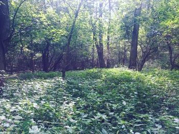 Trees growing in forest