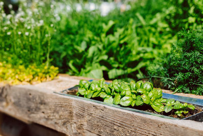 Close-up of food on plant