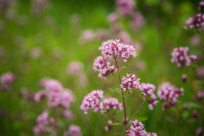 Beautiful purple oregano flowers blooming in the meadow. natural herbal tea.
