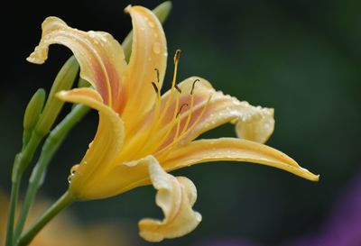 Close-up of yellow day lily