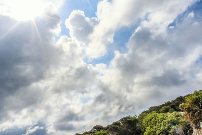 Low angle view of trees against sky