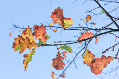 Low angle view of autumnal leaves against blue sky
