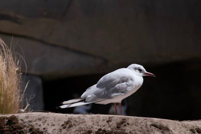 Close-up of bird perching on rock