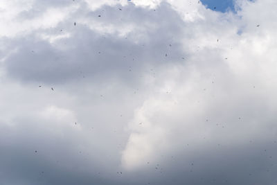 Low angle view of birds flying in sky