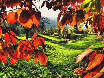 Close-up of autumn tree in field