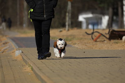 Low section of person with dog walking on footpath