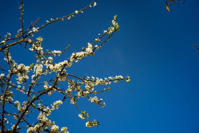 Low angle view of flower tree against clear blue sky