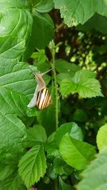 Close-up of butterfly on plant