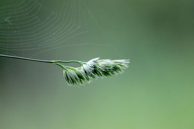 Close-up of flower plant