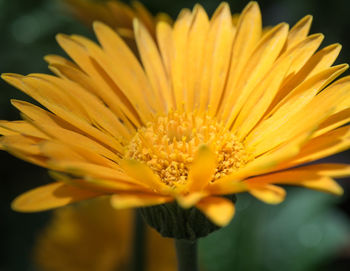 Close-up of yellow flower