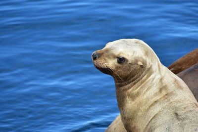 Close-up of sea lion