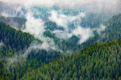 Aerial view of pine trees in forest