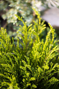 Close-up of pine tree