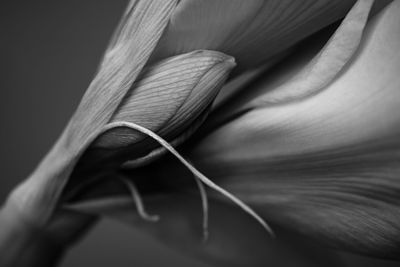 Close-up of feather