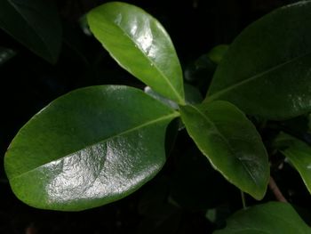 Close-up of wet leaves