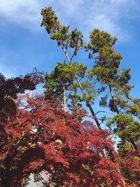 Low angle view of trees against sky during autumn