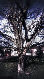 Bare tree against sky