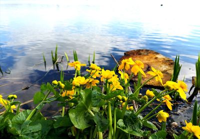 Close-up of yellow flowering plants in lake