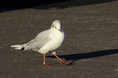 Close-up of seagull perching on beach