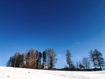 Trees on field against clear blue sky during winter