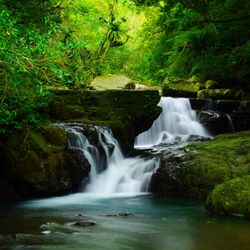 Scenic view of waterfall in forest