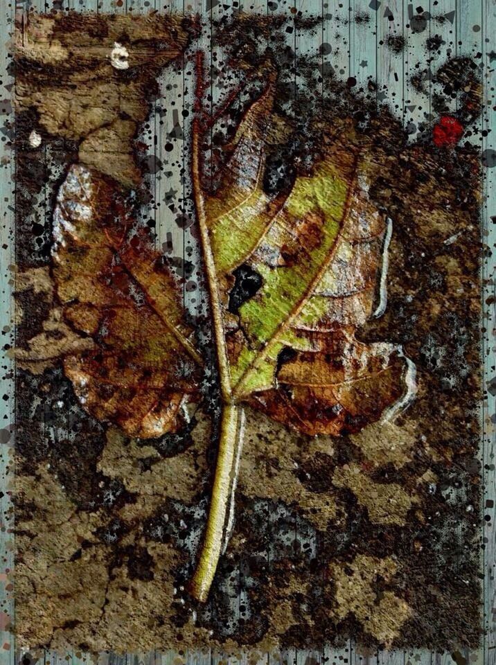 CLOSE-UP OF MAPLE LEAF ON AUTUMN