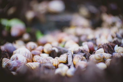 Close-up of shells on beach