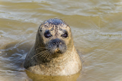 Seal in the water with a sad look