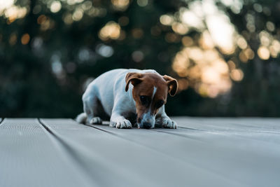 Portrait of a dog