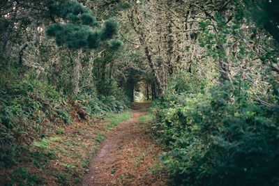 Footpath amidst trees in forest