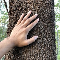 Close-up of hand touching tree trunk