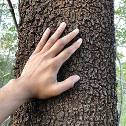 Close-up of hand touching tree trunk