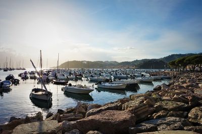 Sailboats moored in harbor against sky