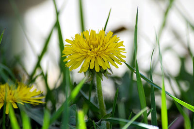 Close-up of yellow flowering plant on field