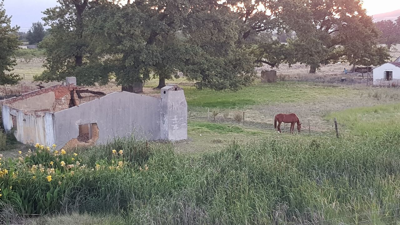 plant, tree, mammal, livestock, animal, field, animal themes, domestic animals, vertebrate, domestic, grass, land, pets, nature, growth, built structure, architecture, agriculture, group of animals, no people, herbivorous, outdoors