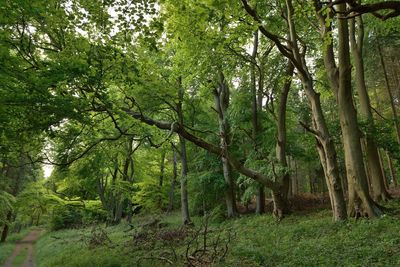 Trees in forest